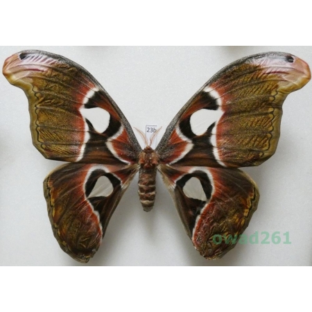 Attacus lorquinii C. & R. Felder, 1861 female ex. pupa Philippines 166mm23b